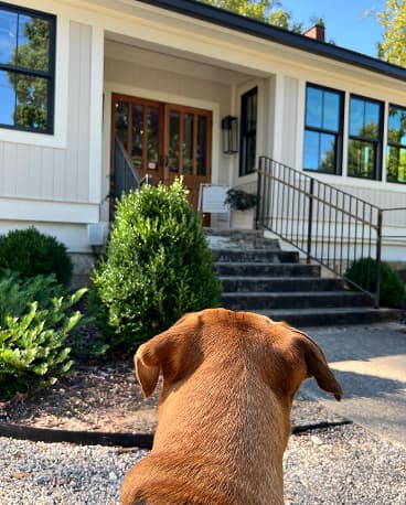 Un chien à la maison pendant une garde