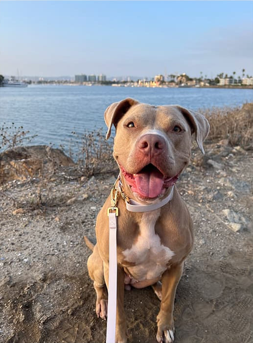 Un chien assis au bord de l'eau